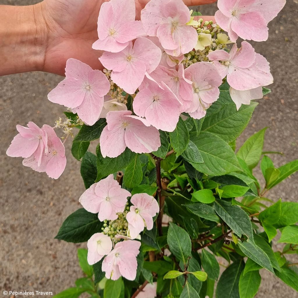 Hydrangea Renaissance