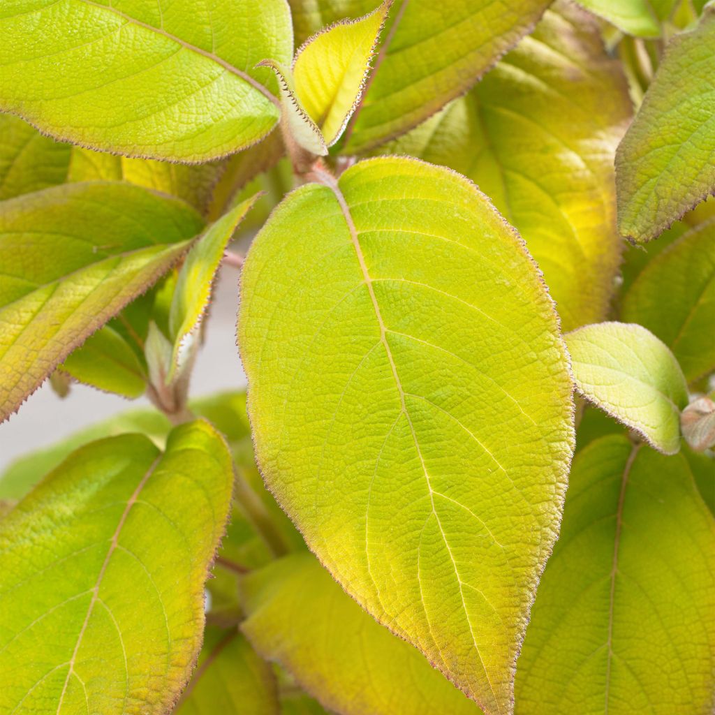 Hydrangea aspera subsp. sargentiana Goldrush