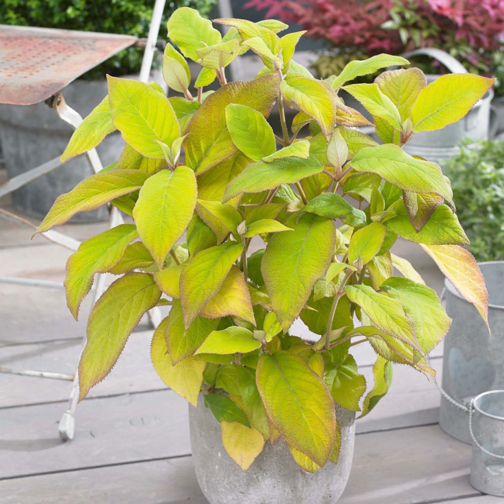 Hydrangea aspera subsp. sargentiana Goldrush