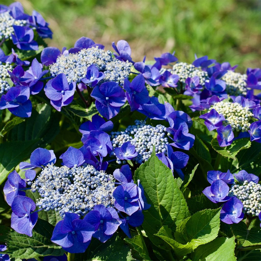 Hortensia - Hydrangea macrophylla Blue Sky