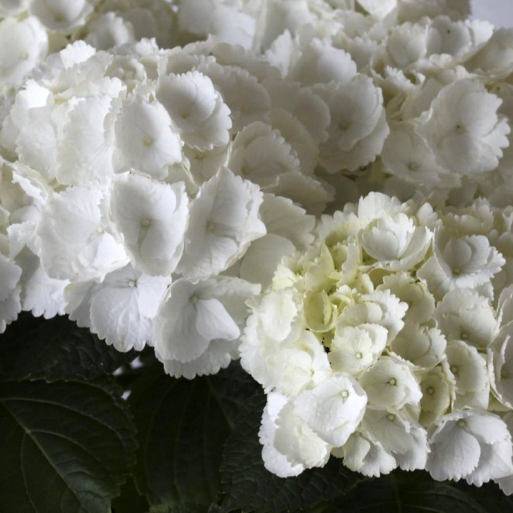 Hydrangea macrophylla Everbloom White Wonder - Mophead Hydrangea