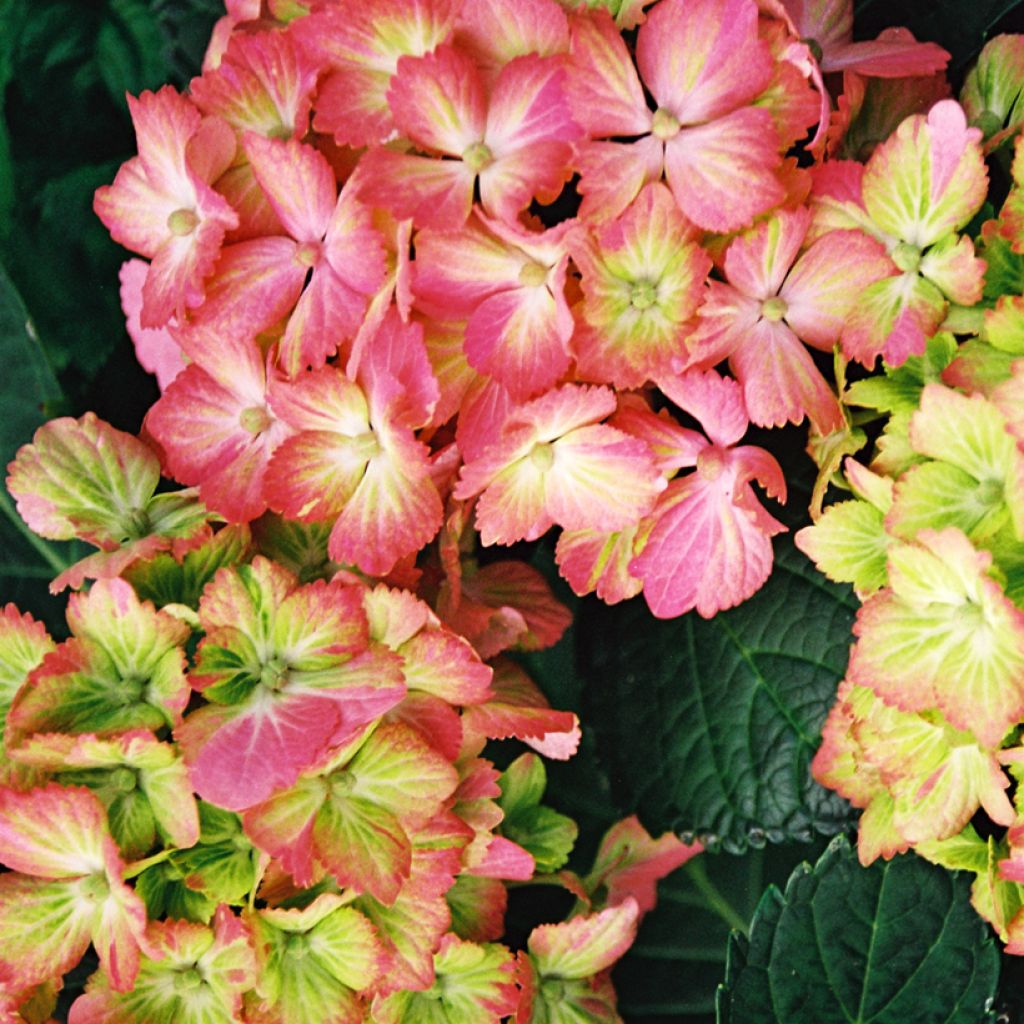 Hydrangea macrophylla Fantasia 