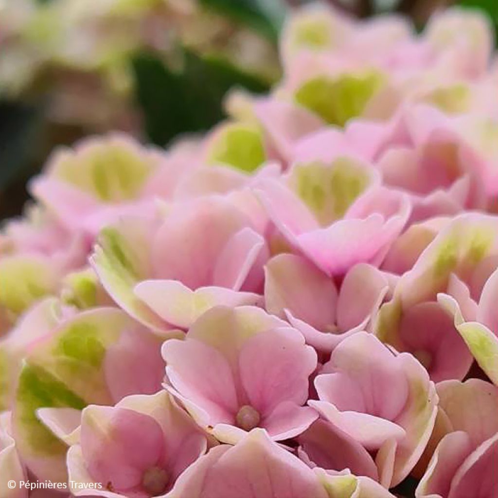 Hydrangea macrophylla Valvert