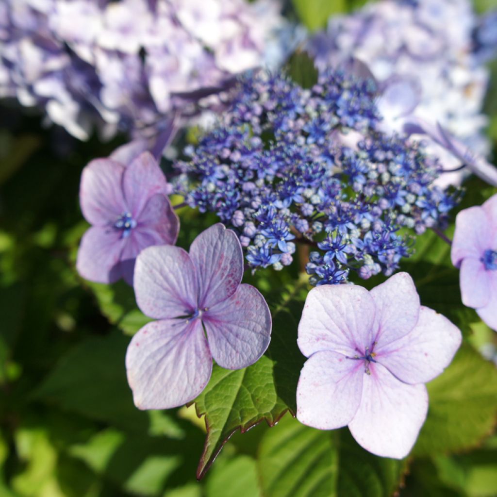 Hydrangea macrophylla Blue Wave