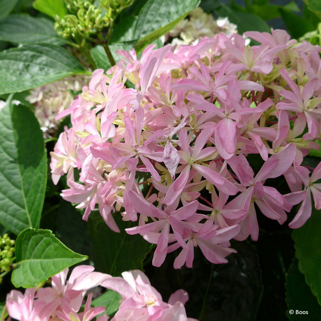 Hydrangea macrophylla Inspire