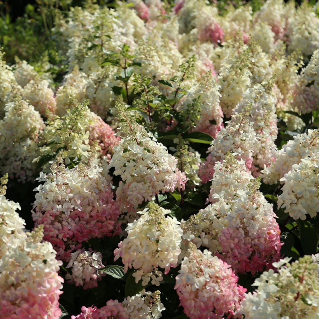 Hydrangea paniculata Candlelight