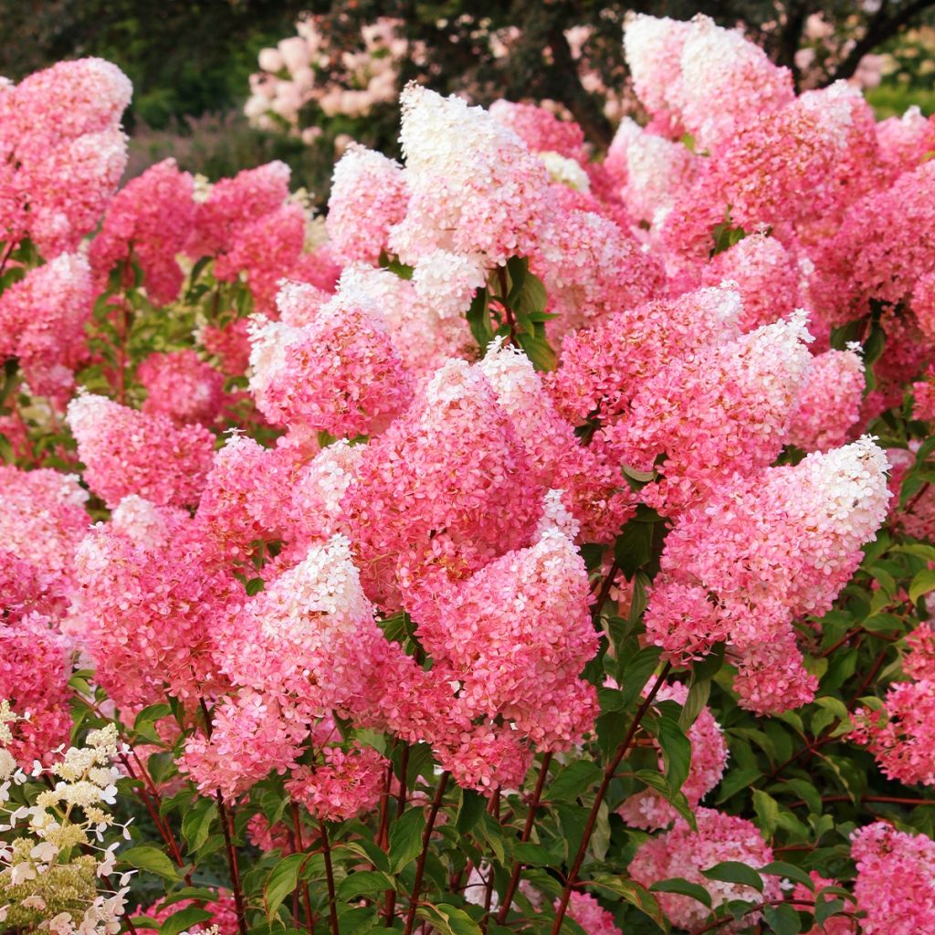 Hortensia - Hydrangea paniculata Framboisine 