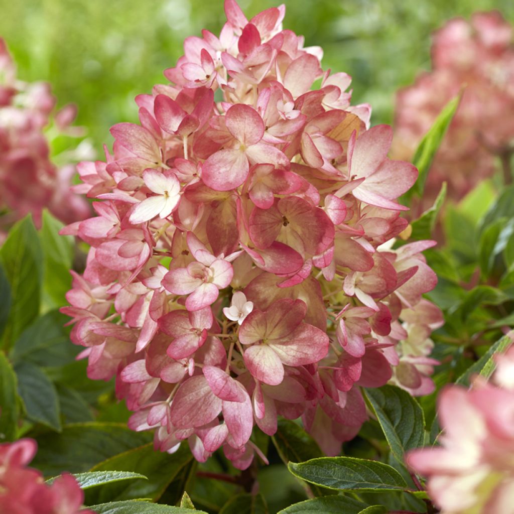 Hydrangea paniculata Groundbreaker