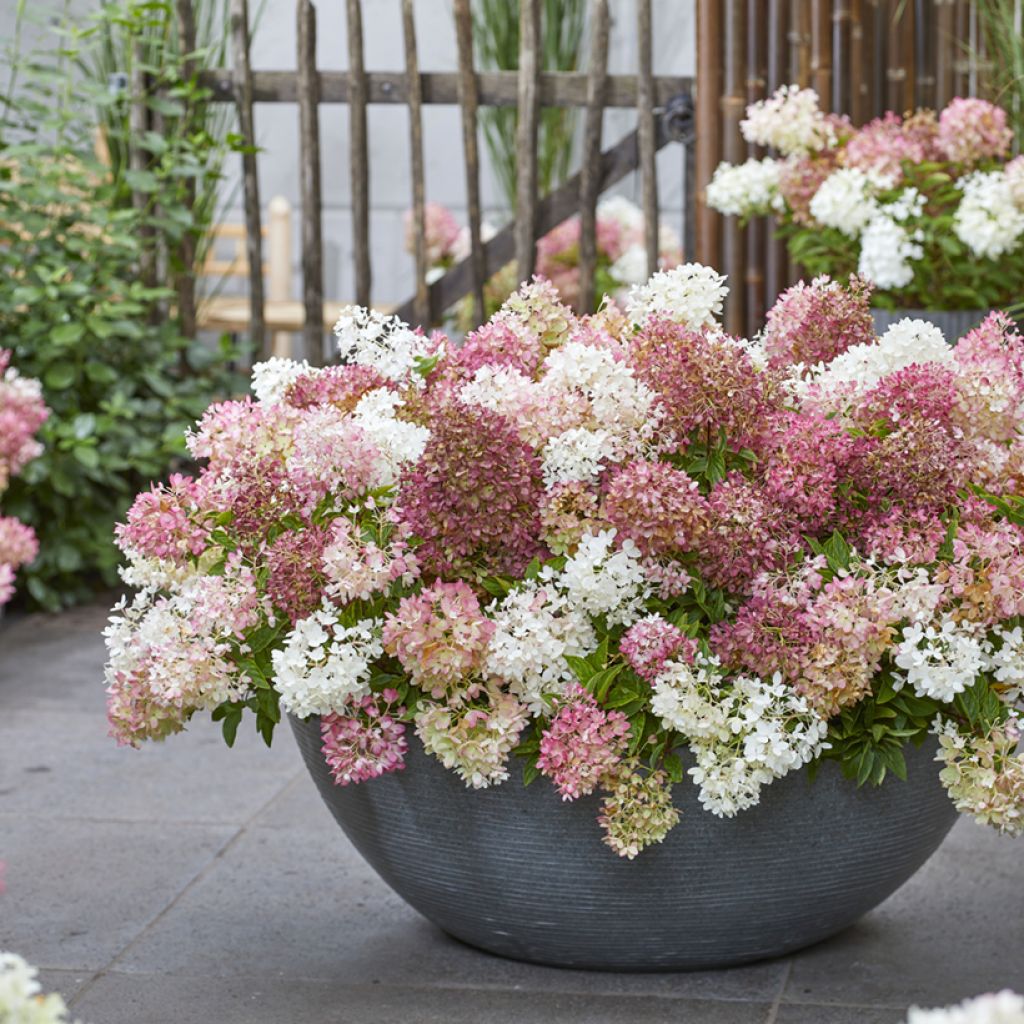 Hydrangea paniculata Groundbreaker