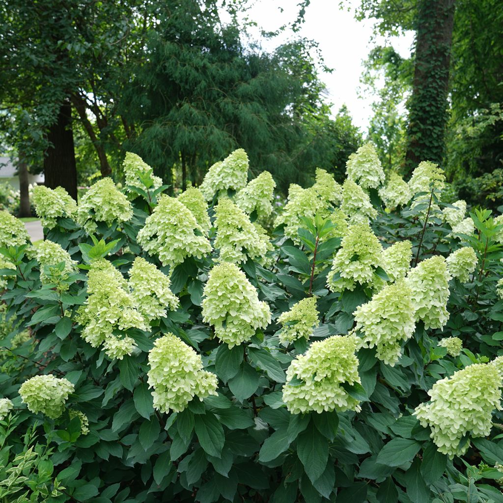 Hydrangea paniculata Limelight Prime Proven Winners - Panicle Hydrangea