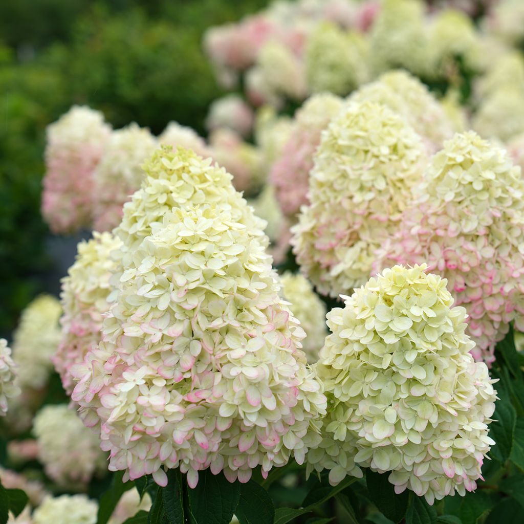 Hydrangea paniculata Limelight Prime Proven Winners - Panicle Hydrangea