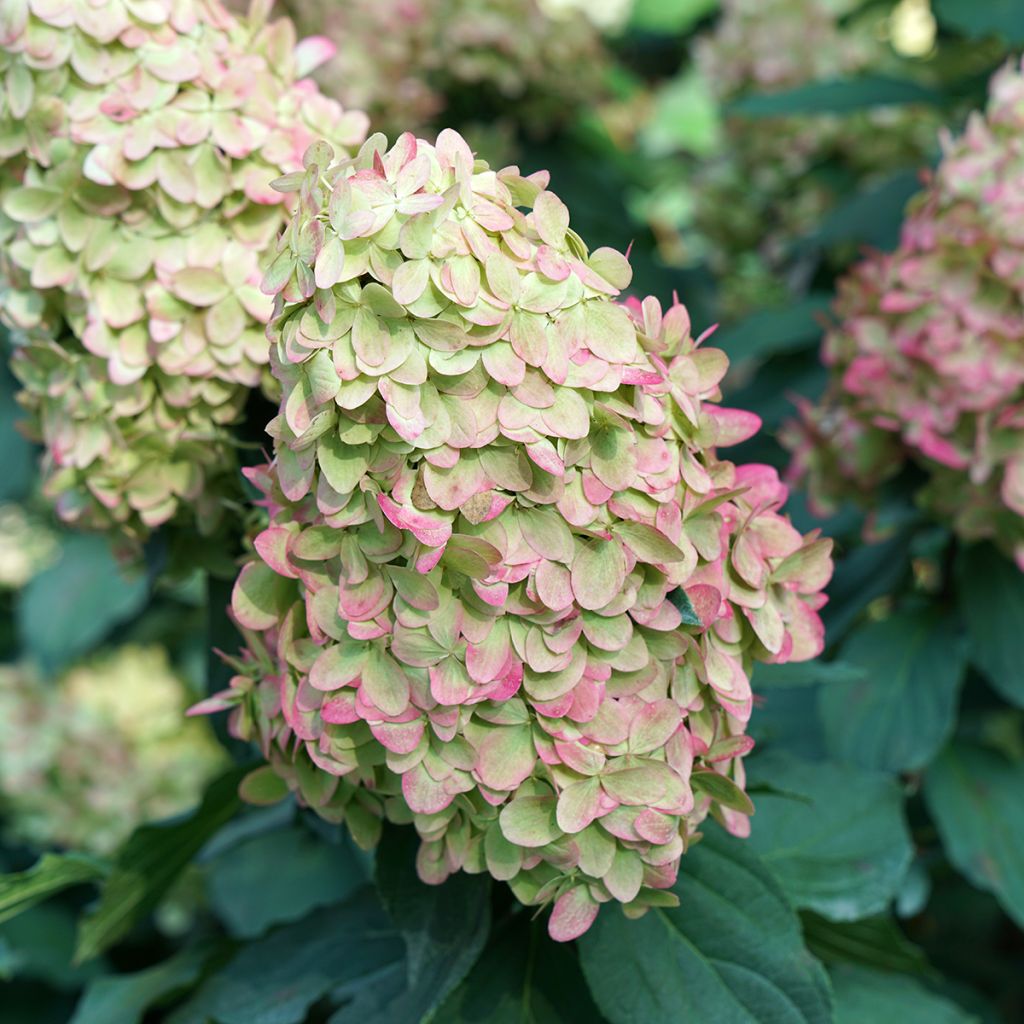 Hydrangea paniculata Limelight Prime Proven Winners - Panicle Hydrangea