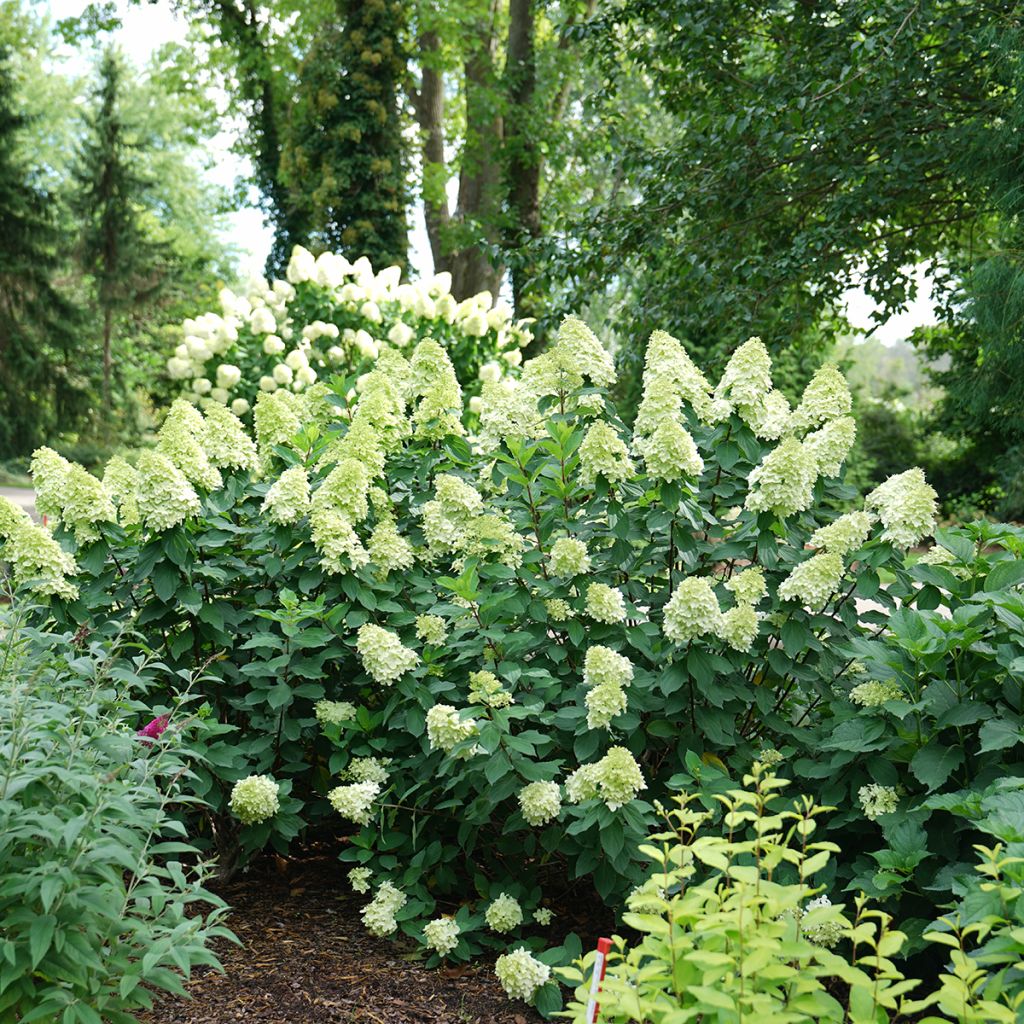 Hydrangea paniculata Limelight Prime Proven Winners - Panicle Hydrangea