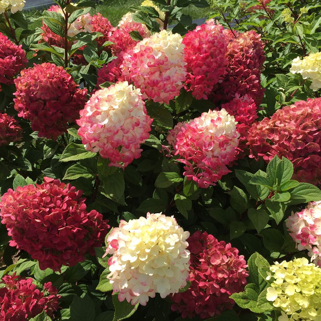 Hydrangea paniculata Little Lime Punch Proven Winners - Panicle Hydrangea