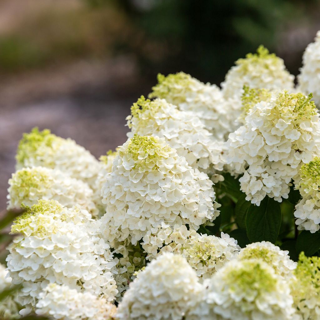 Hydrangea paniculata Little Hottie First Editions - Panicle hydrangea