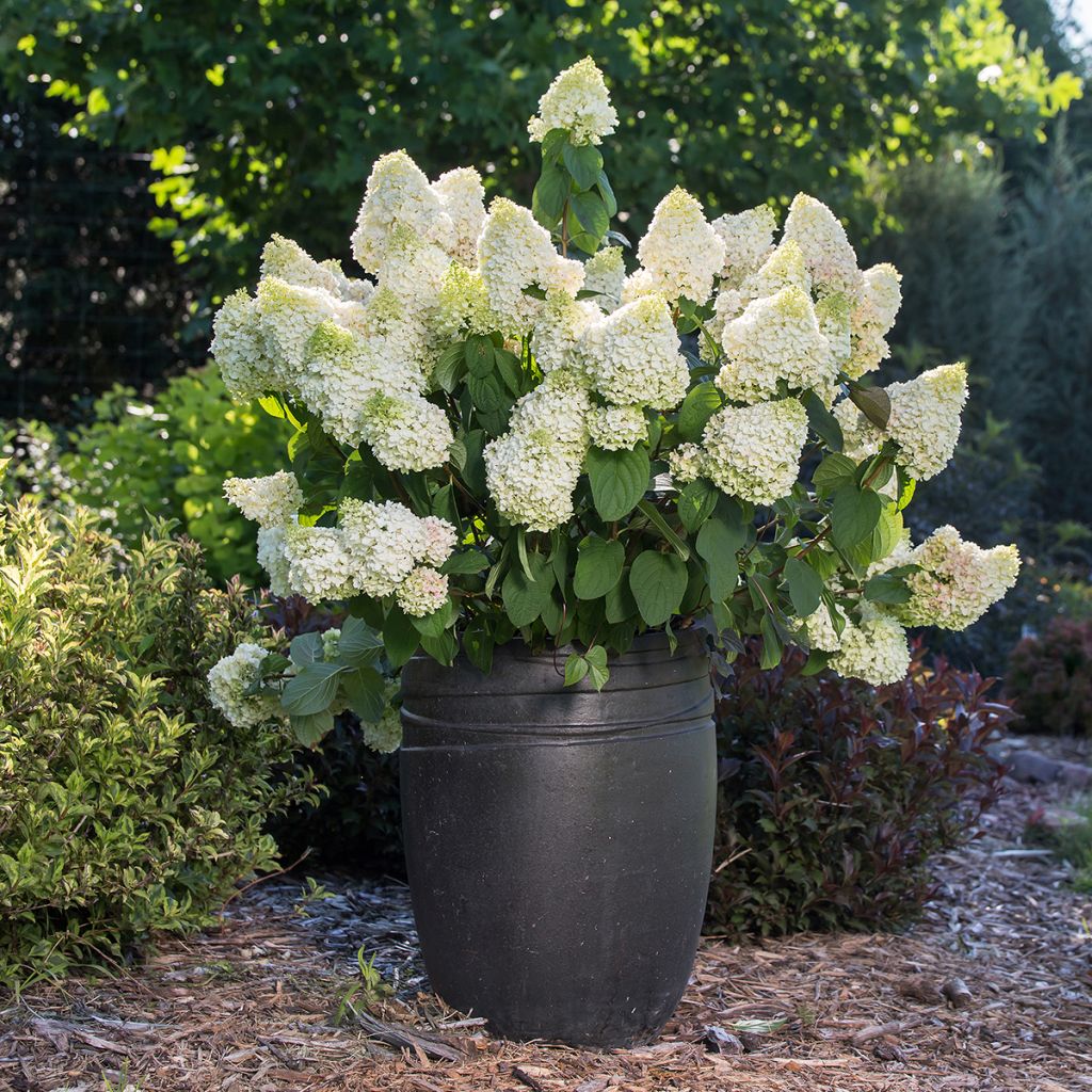 Hydrangea paniculata Little Hottie First Editions - Panicle hydrangea