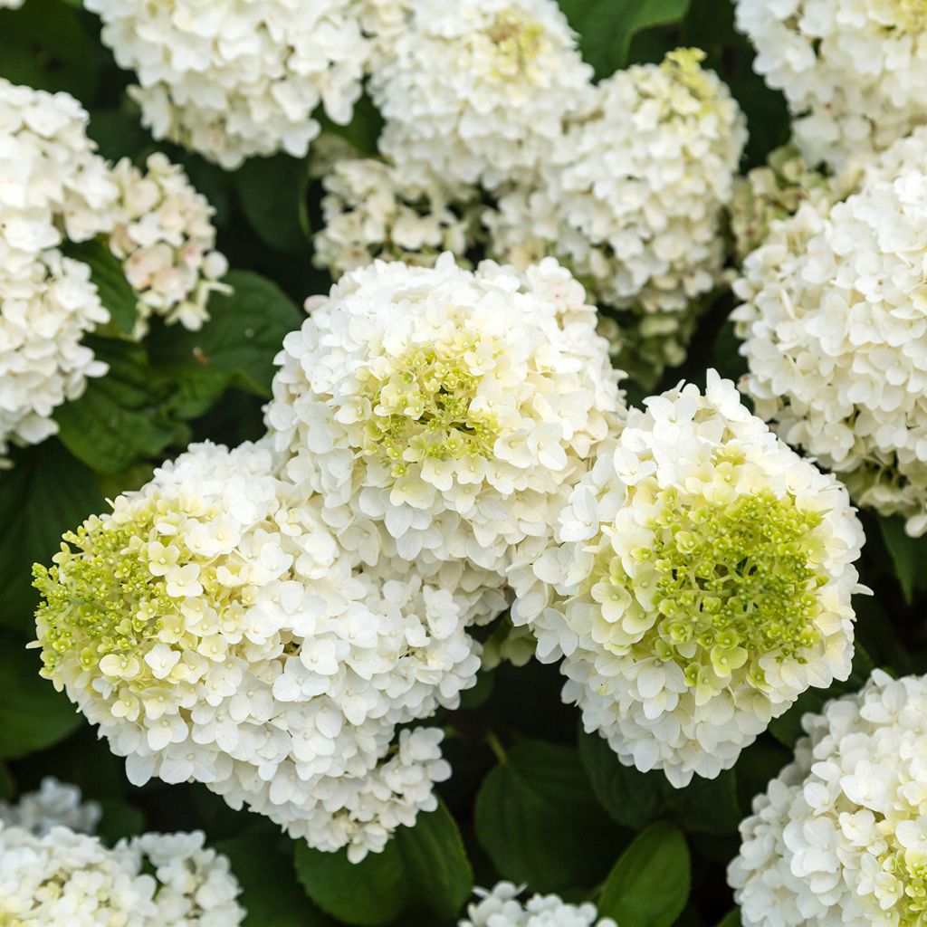 Hydrangea paniculata Little Hottie First Editions - Panicle hydrangea