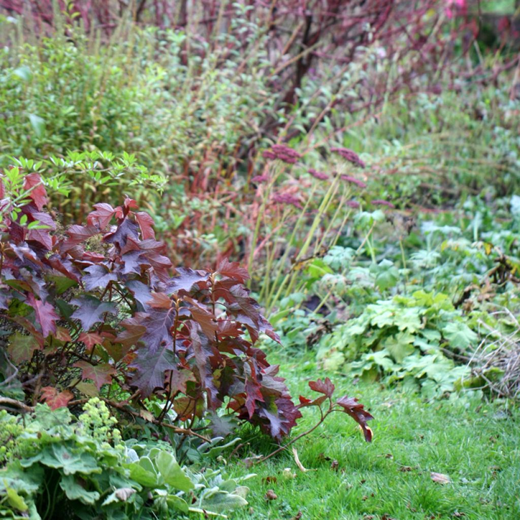 Hydrangea quercifolia Burgundy