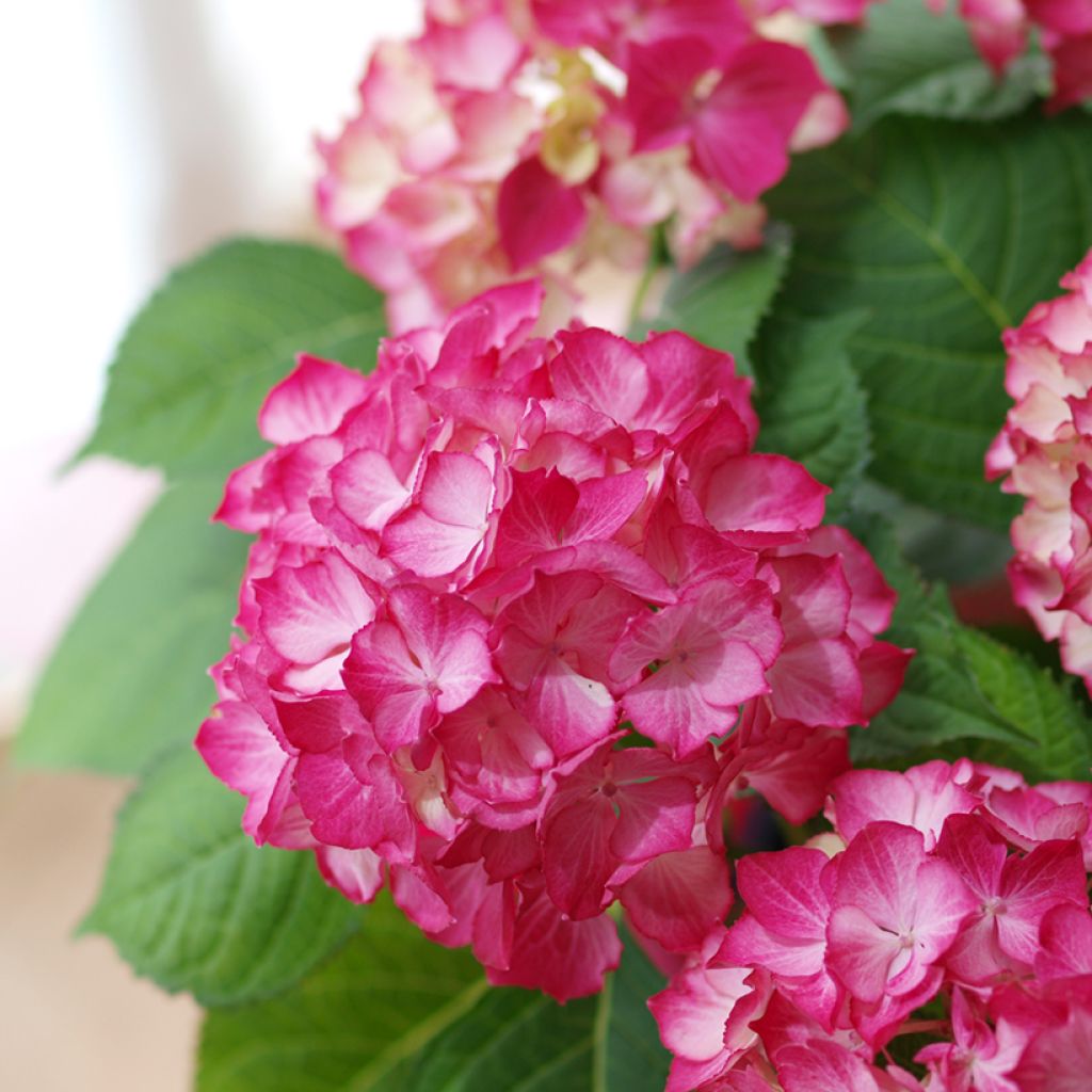 Hydrangea macrophylla Selma