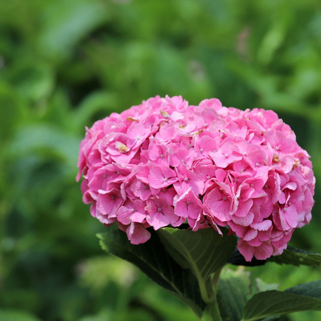 Hydrangea macrophylla Selma