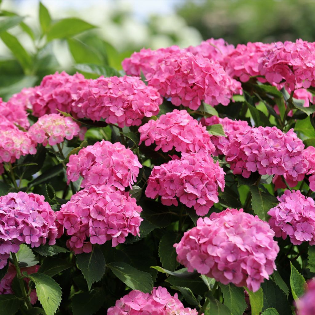 Hydrangea macrophylla Selma