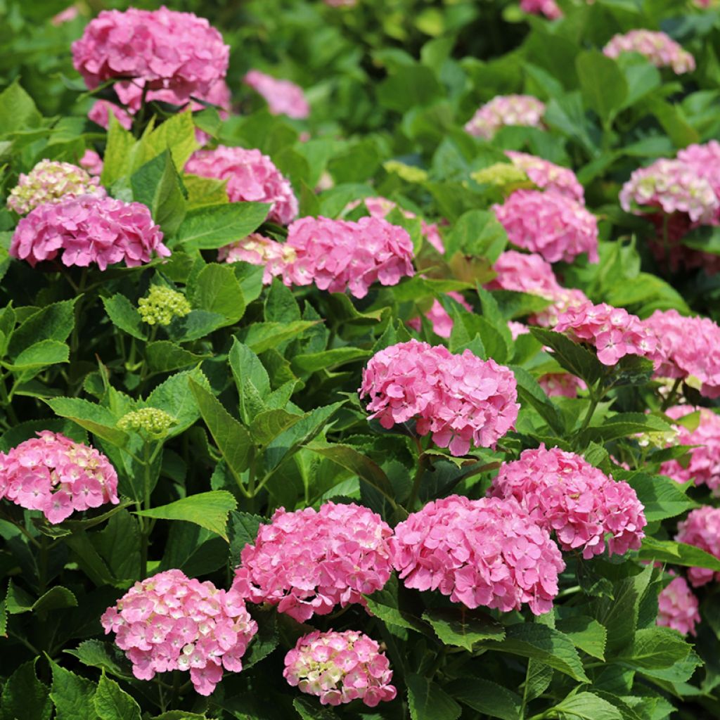 Hydrangea macrophylla Selma