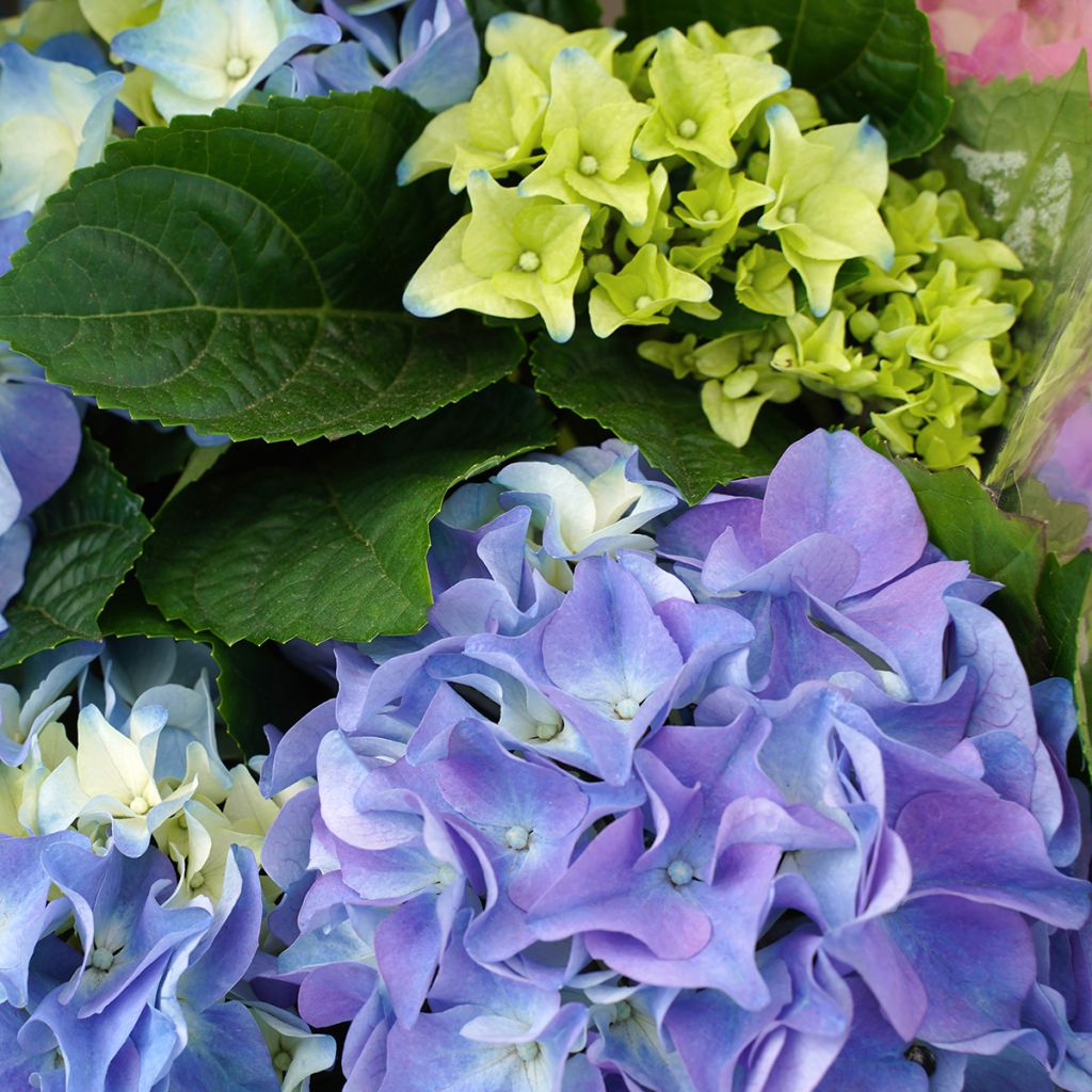 Hydrangea macrophylla Early Blue