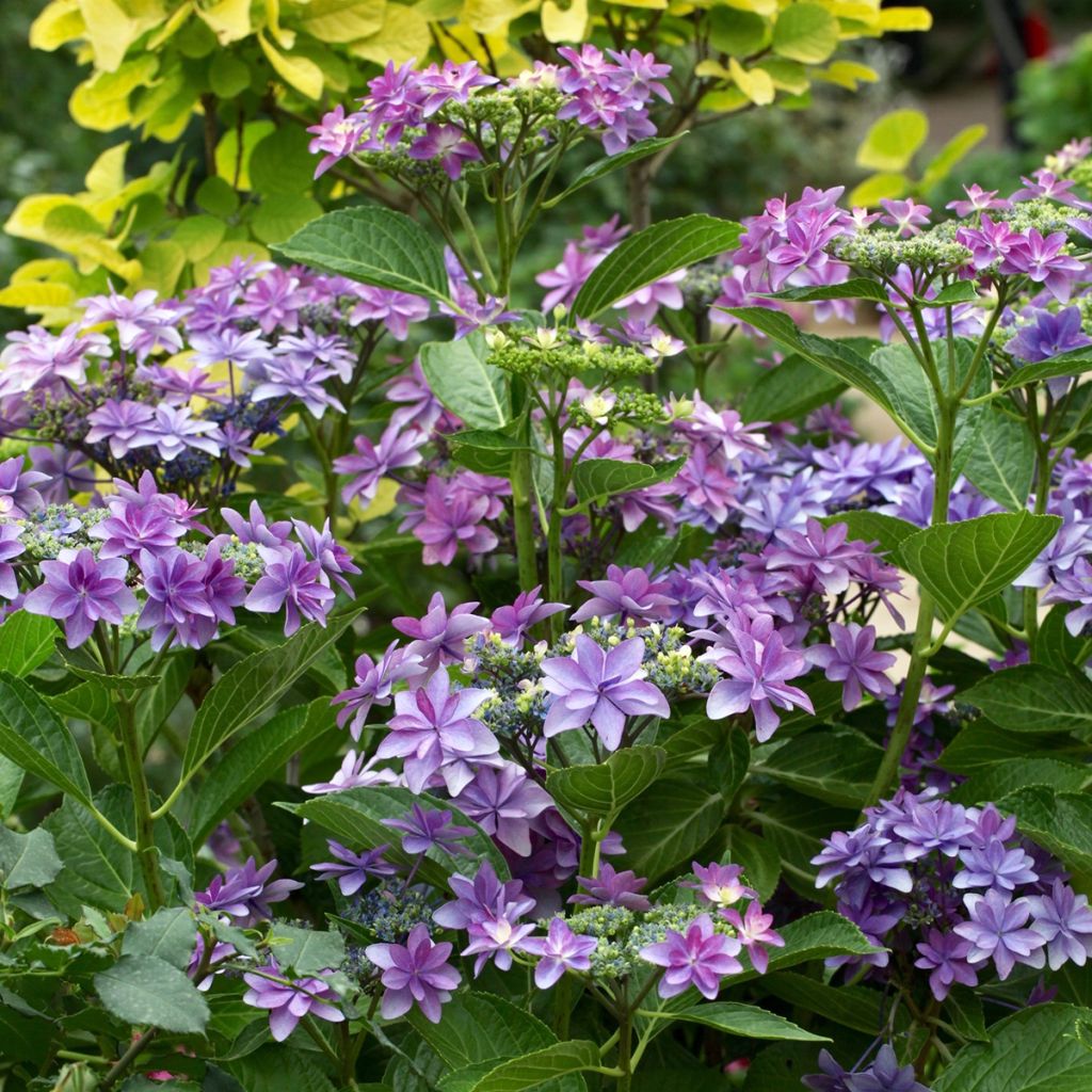 Hydrangea macrophylla Tinkerbell