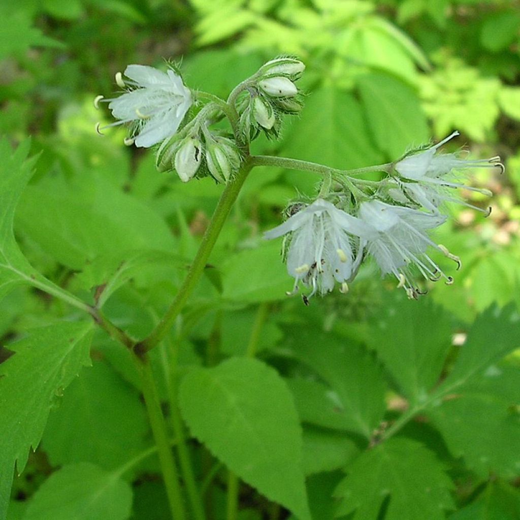 Hydrophyllum virginianum - Virginia Waterleaf