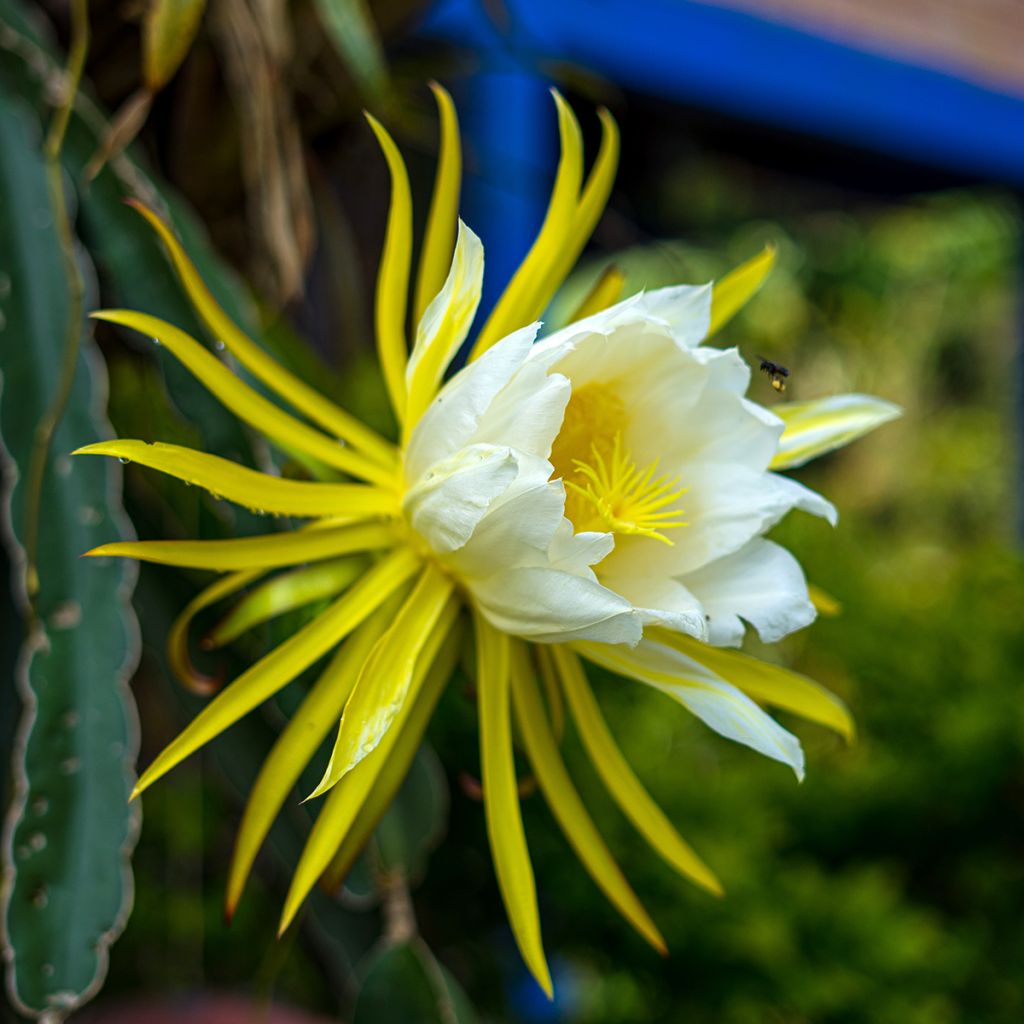 Hylocereus undatus 