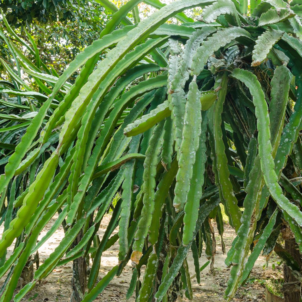 Hylocereus undatus 