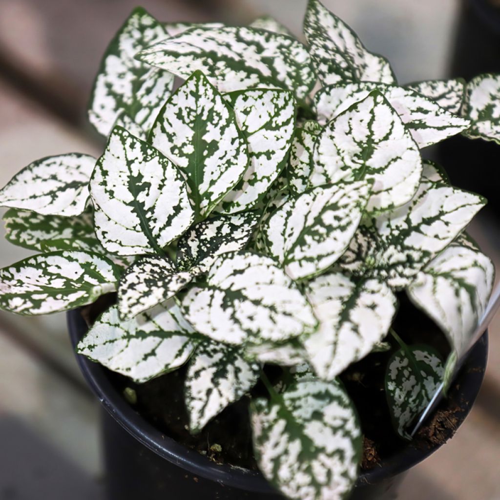 Hypoestes phyllostachya White - Polka dot plant
