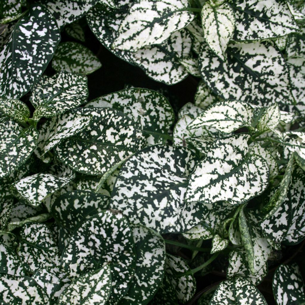 Hypoestes phyllostachya White - Polka dot plant