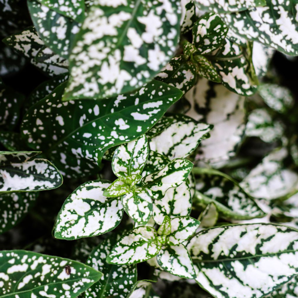Hypoestes phyllostachya White - Polka dot plant