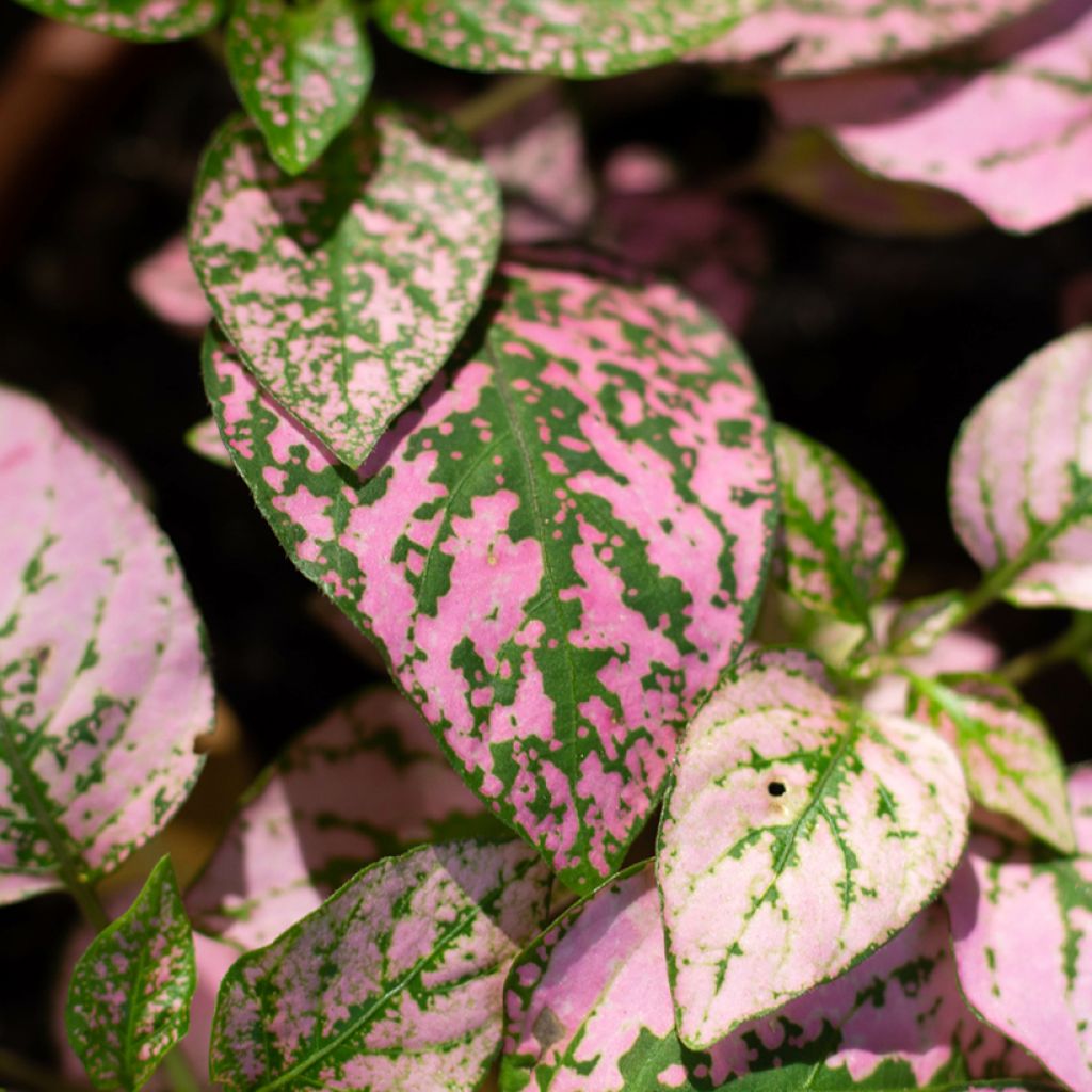 Hypoestes phyllostachya Pink - Polka dot plant