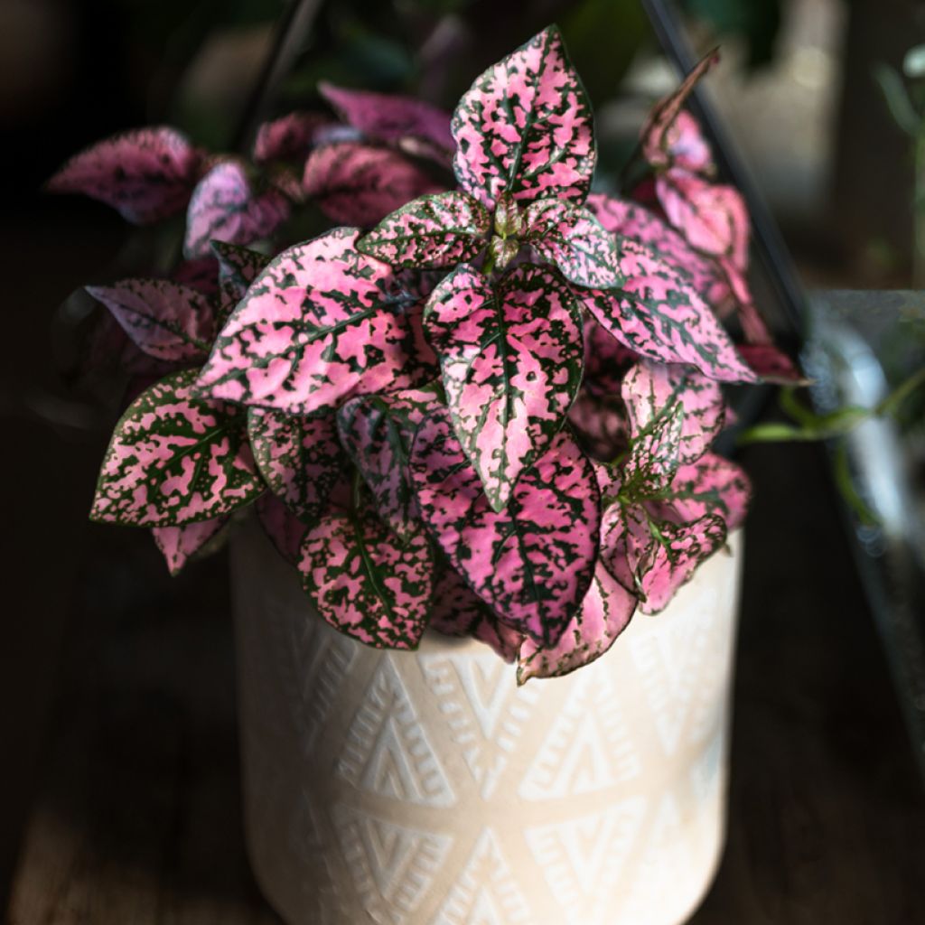 Hypoestes phyllostachya Pink - Polka dot plant