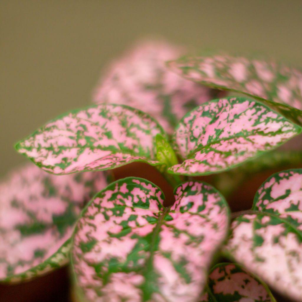 Hypoestes phyllostachya Pink - Polka dot plant