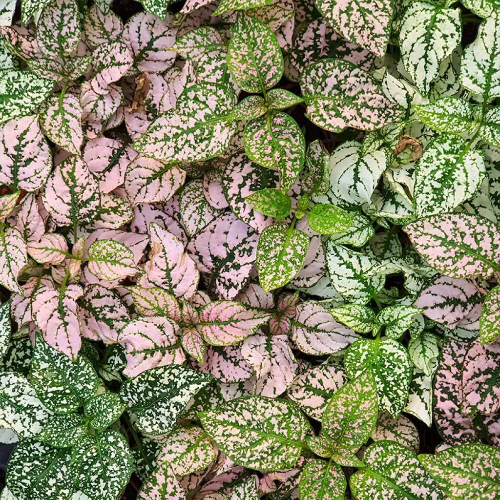 Hypoestes phyllostachya Pink - Polka dot plant