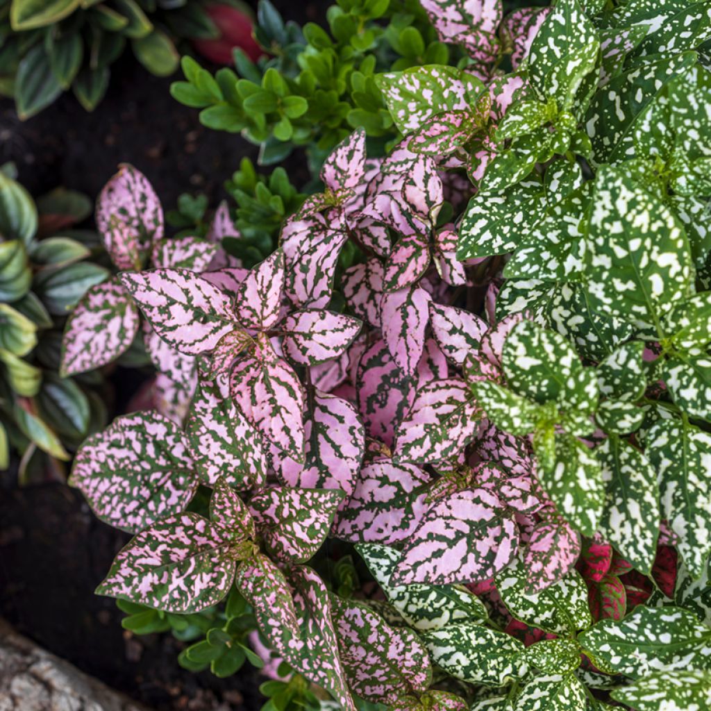 Hypoestes phyllostachya Pink - Polka dot plant