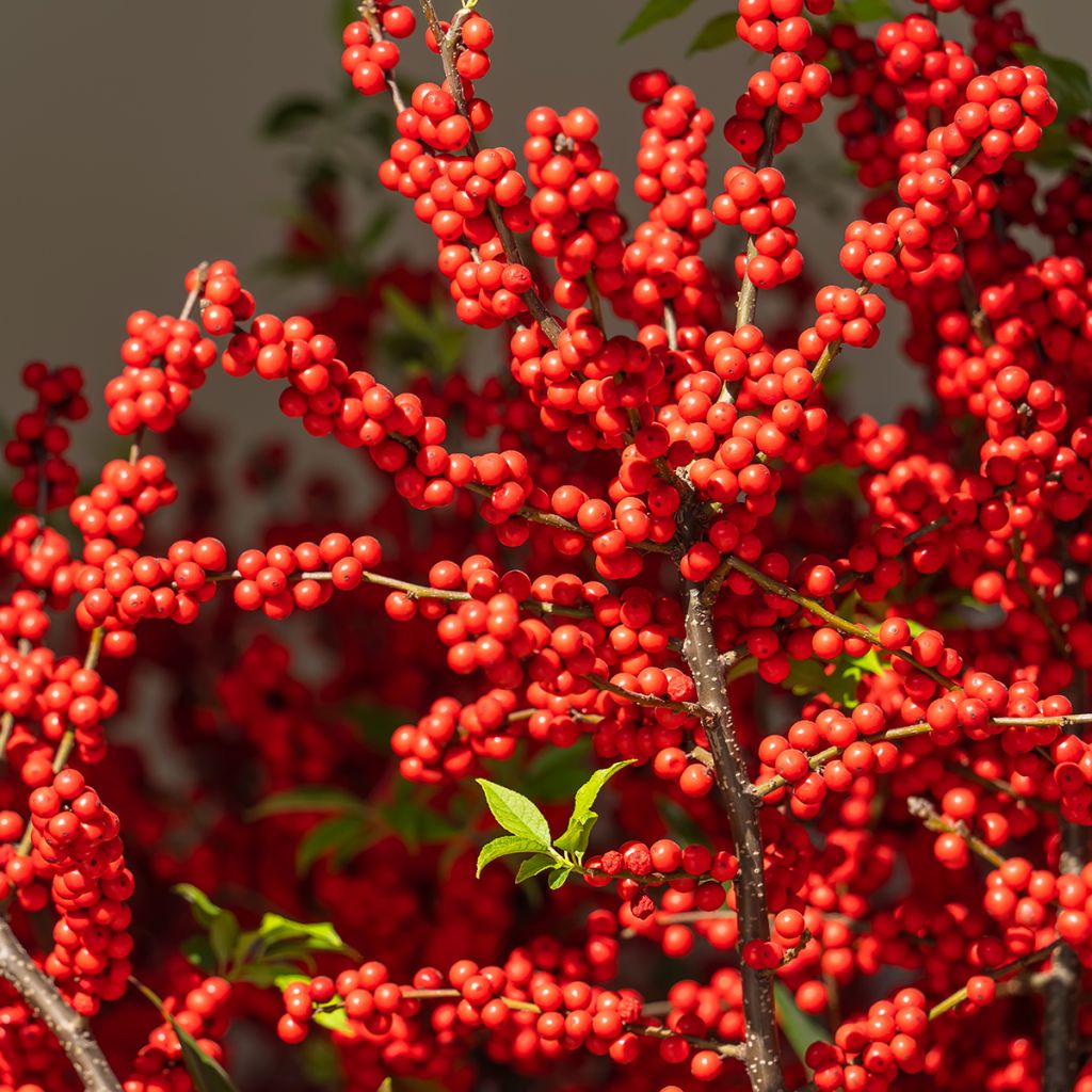 Ilex verticillata Magical Berry