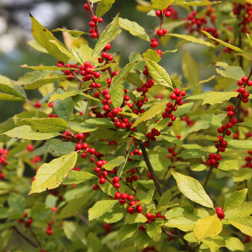 Ilex verticillata Oosterwijk  - Winterberry