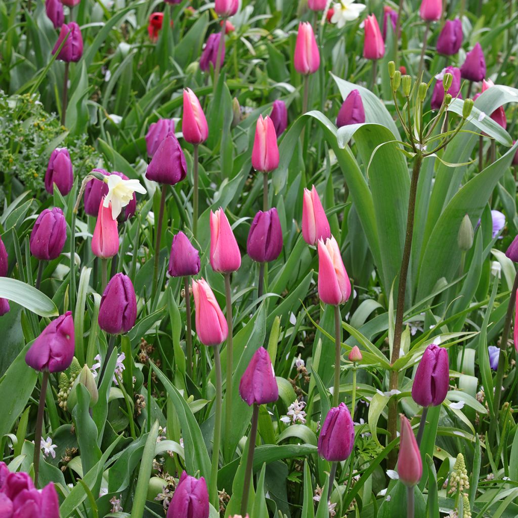 Inspiring collection of spring bulbs in purple, pink, and white