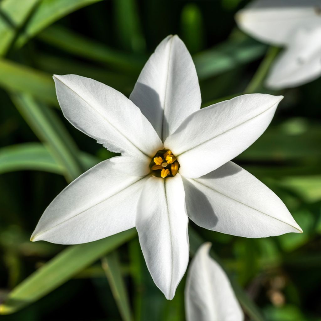 Ipheion uniflorum Alberto Castillo