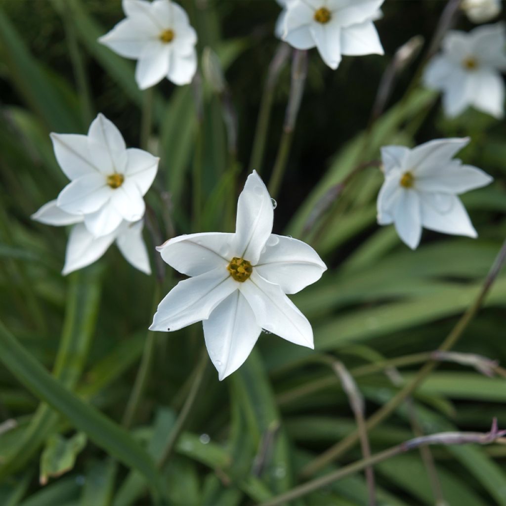 Ipheion uniflorum Alberto Castillo