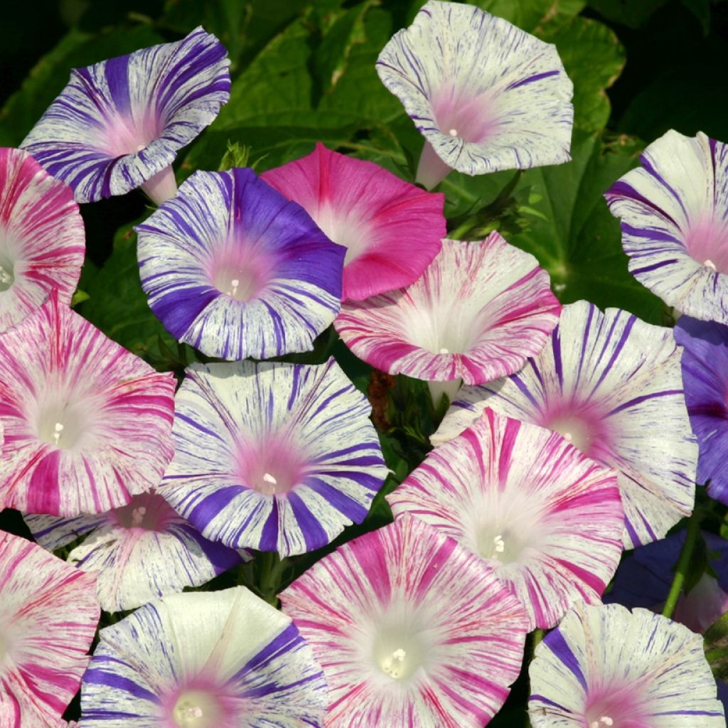 Ipomoea purpurea - Morning Glory Carnevale Di Venezia Seeds
