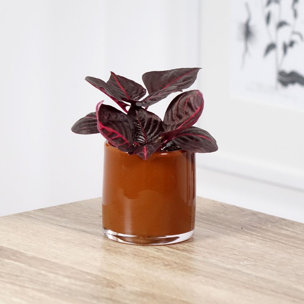 Iresine herbstii Bloodleaf - Herbst's bloodleaf