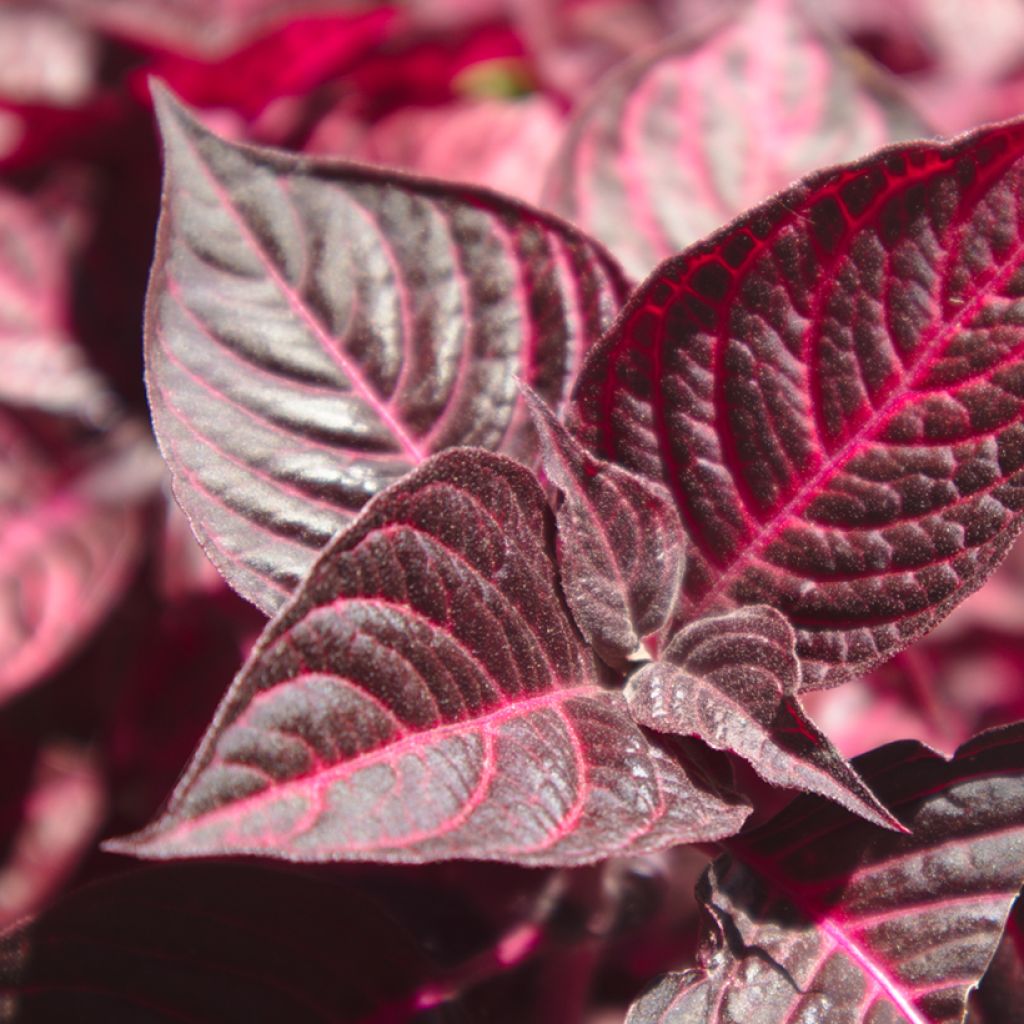Iresine herbstii Bloodleaf - Herbst's bloodleaf