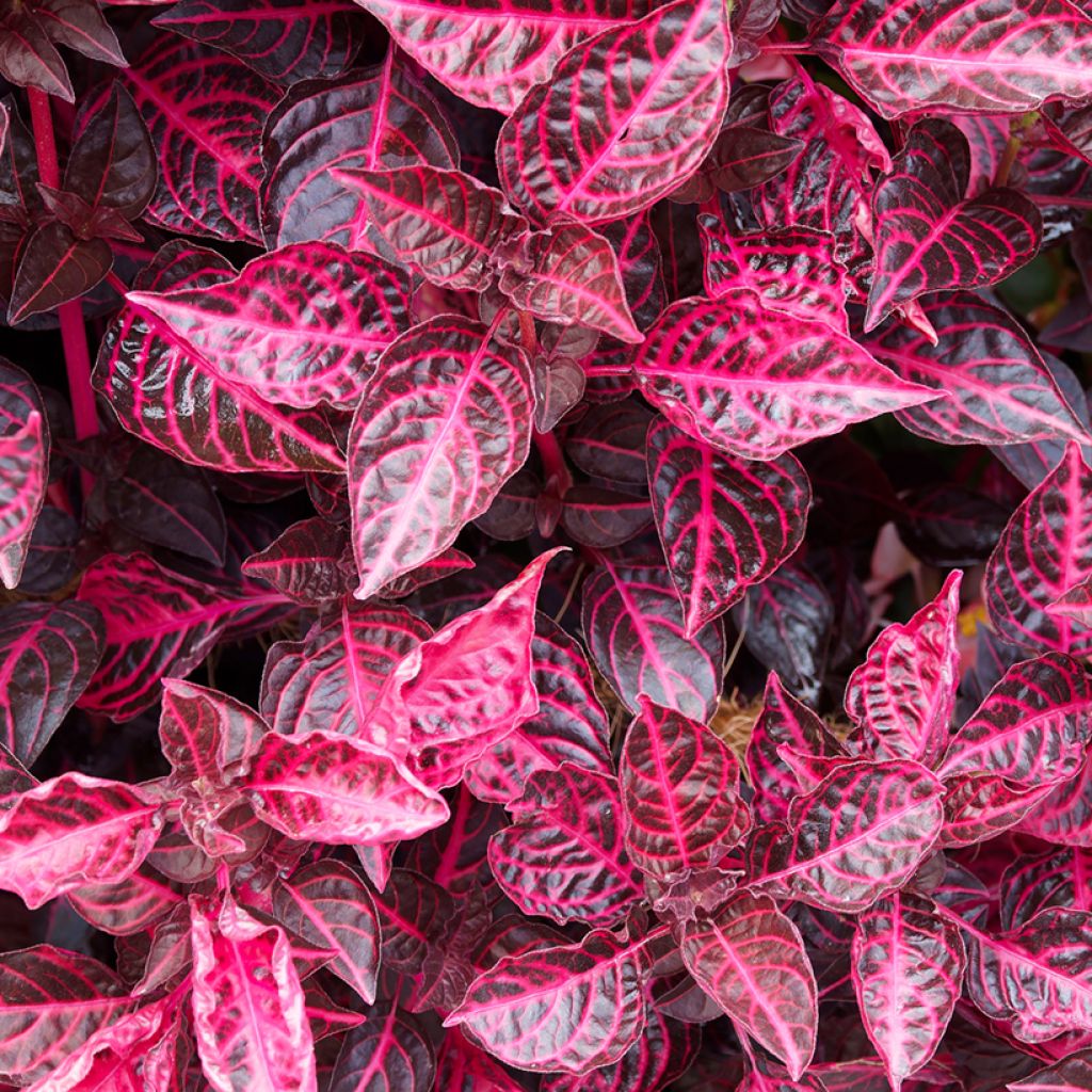 Iresine herbstii Bloodleaf - Herbst's bloodleaf