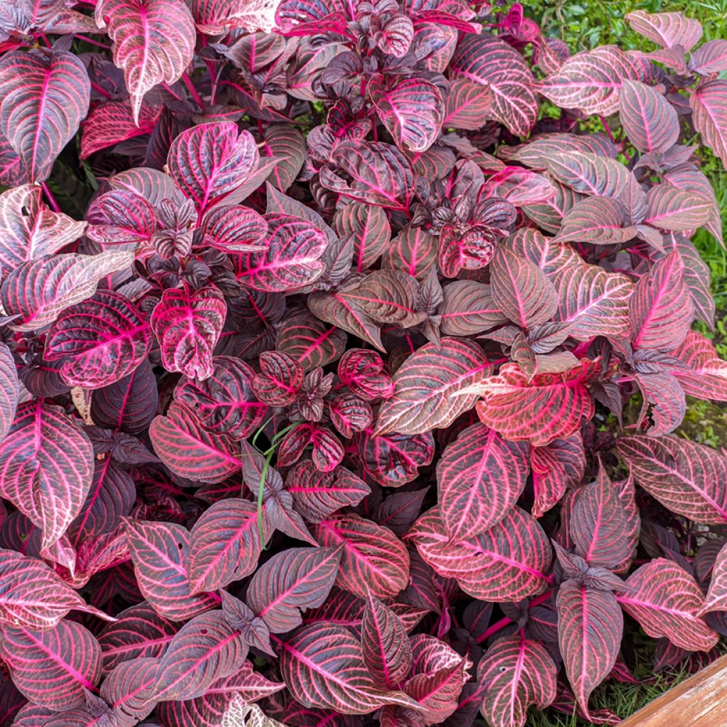 Iresine herbstii Bloodleaf - Herbst's bloodleaf