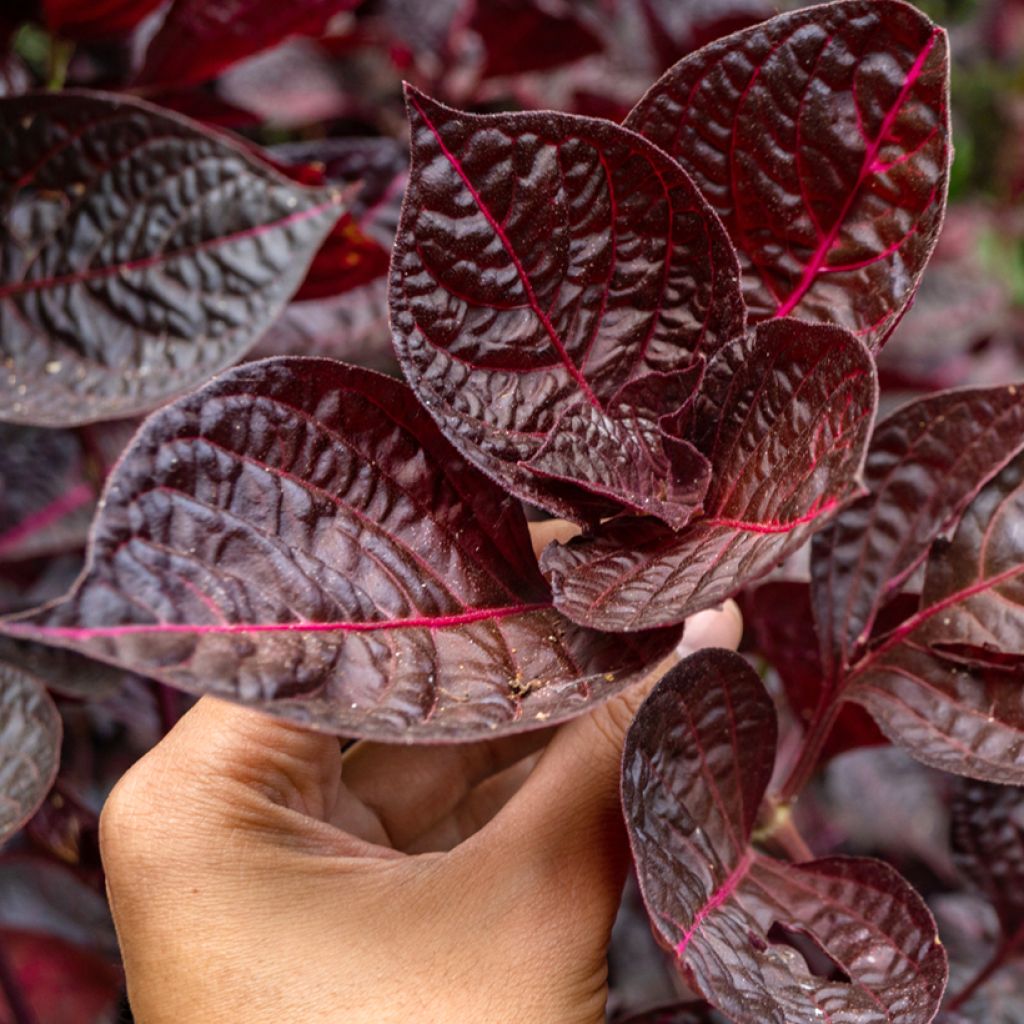 Iresine herbstii Bloodleaf - Herbst's bloodleaf